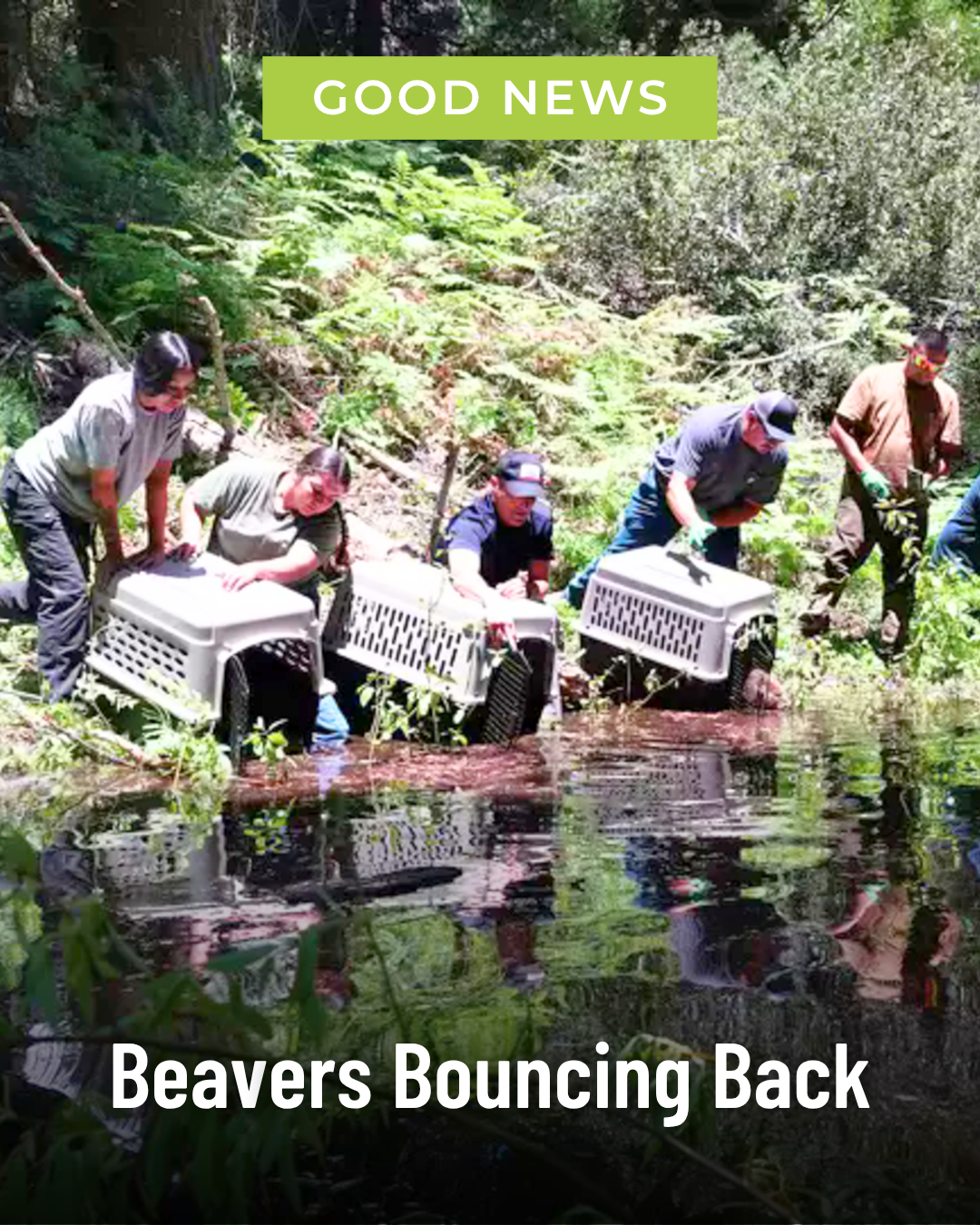 Beavers Bouncing Back