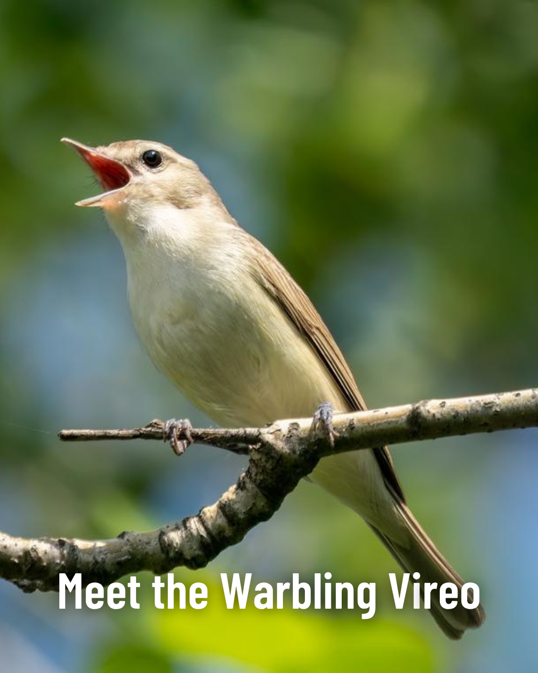 Meet the Warbling Vireo