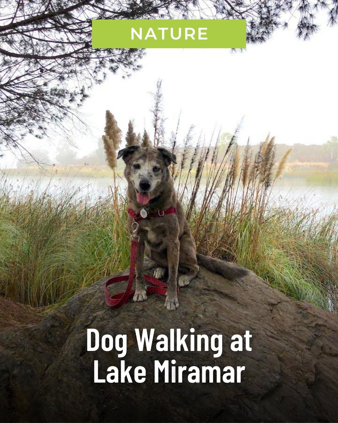 Dog Walking at Lake Miramar
