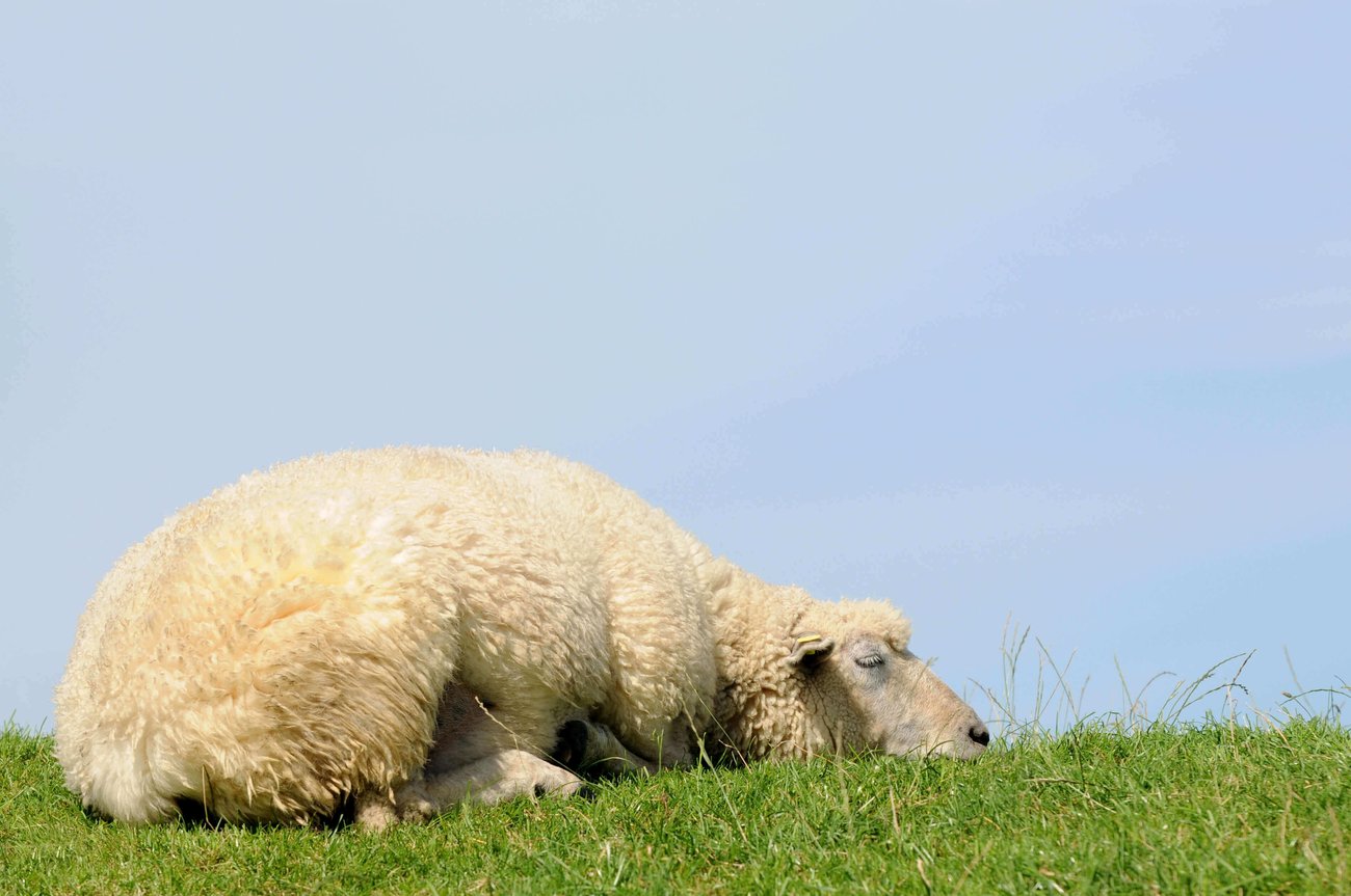 sheep sleeping in the grass
