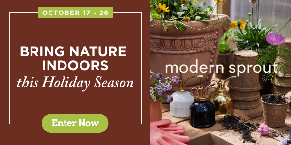 Rooted Insight Ad Rooted Insight Ad