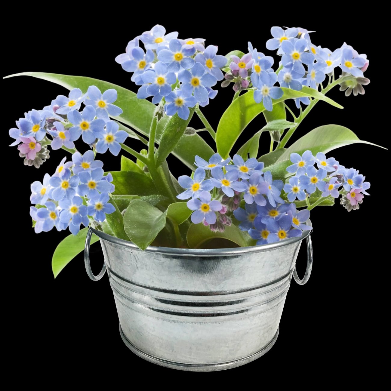 Unique Gardener Forget Me Not Kits