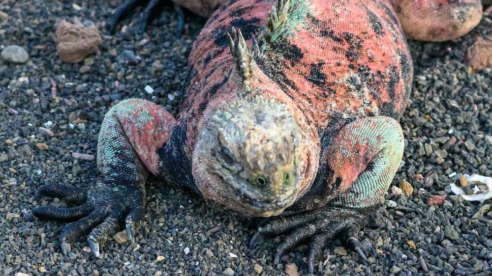 Iguana