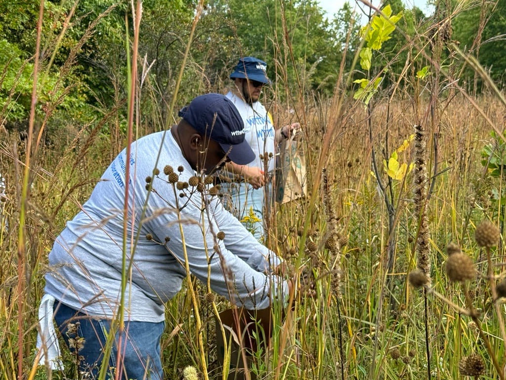 Photo for column. WTTW/WFMT staff collecting native plant seeds in a Cook County forest preserve. (Patty Wetli / WTTW News) Photo for column. WTTW/WFMT staff collecting native plant seeds in a Cook County forest preserve. (Patty Wetli / WTTW News)