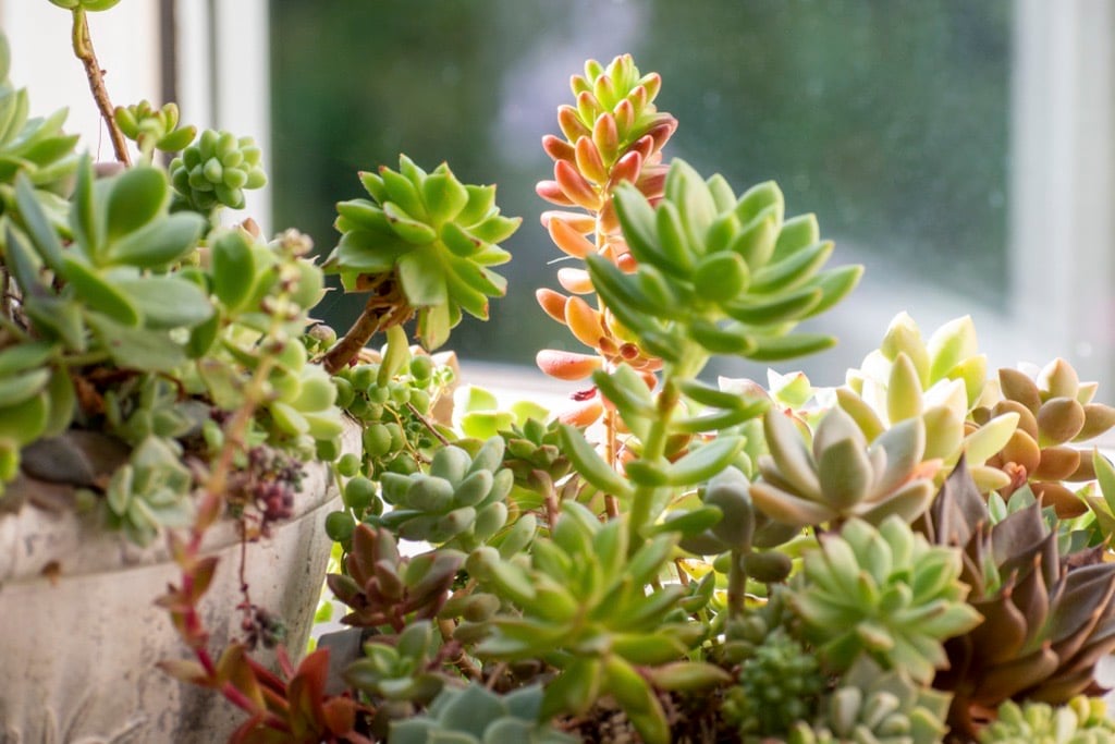Succulent plants. (Credit: kinpouge05/iStock)