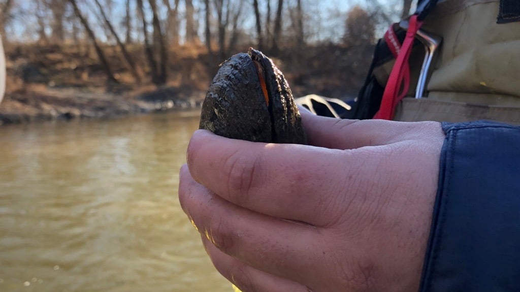 A freshwater mussel found in the Chicago River. (Credit: Patty Wetli / WTTW News)
