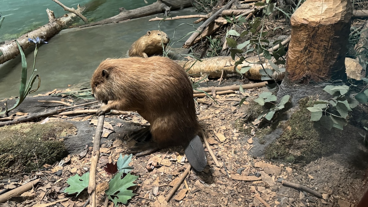 The Field Museum’s beaver diorama, featuring real specimens from the collection. (Patty Wetli / WTTW News) 