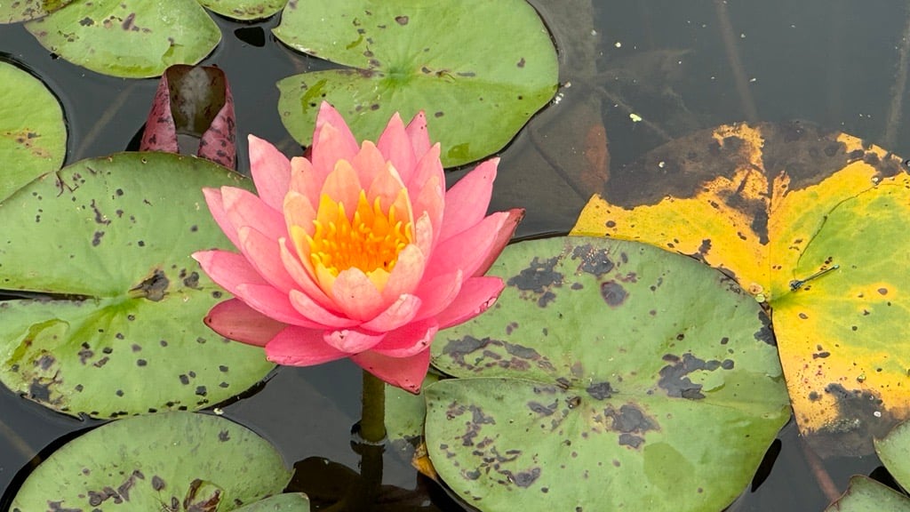 Water lily at Chicago Botanic Garden. Credit: Patty Wetli