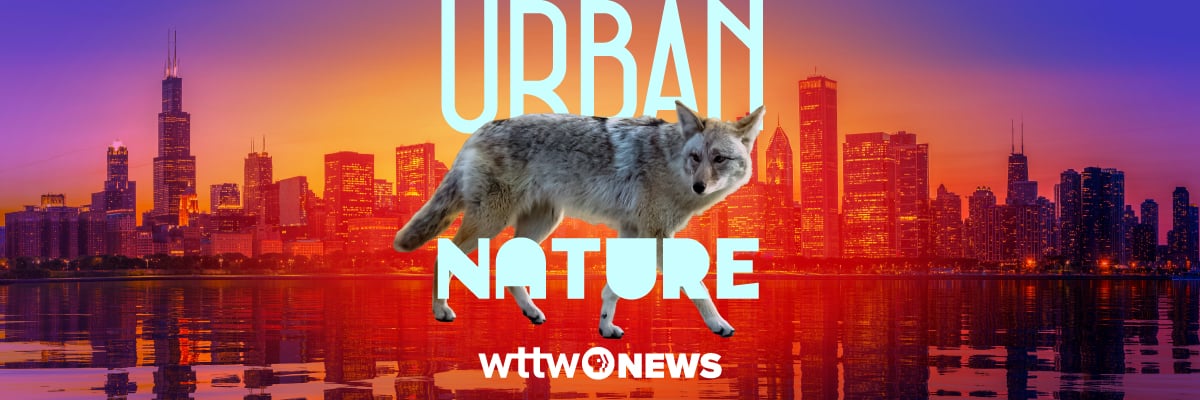 Urban Nature — WTTW News