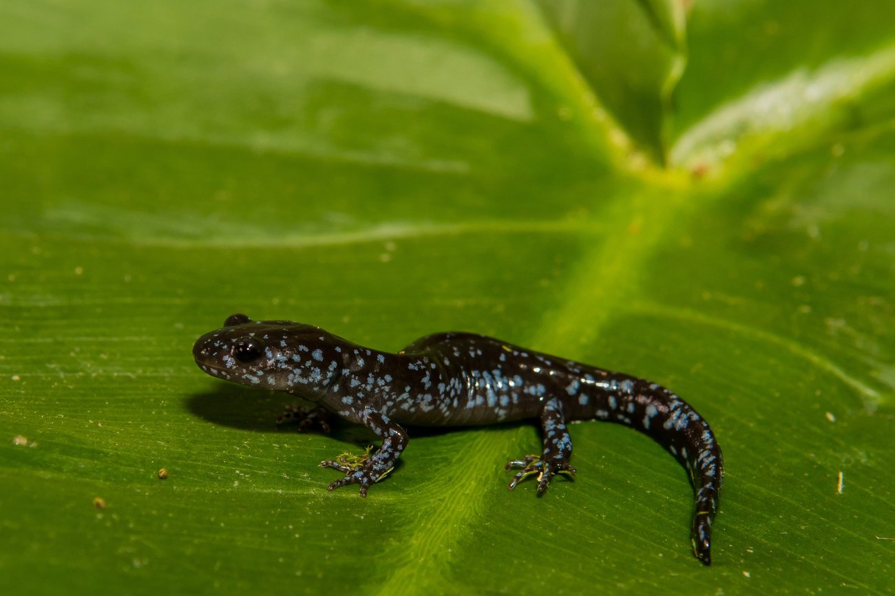 Caption: Here's a fun fact about the blue-spotted salamander: It can shed its tail as a defensive maneuver, and it will regrow. Credit: Jason Ondreicka / iStock