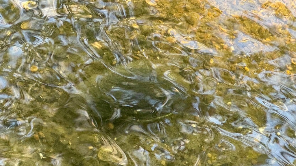 Caption: Sometimes it’s better to not get lost in details. Credit: Patty Wetli / WTTW News