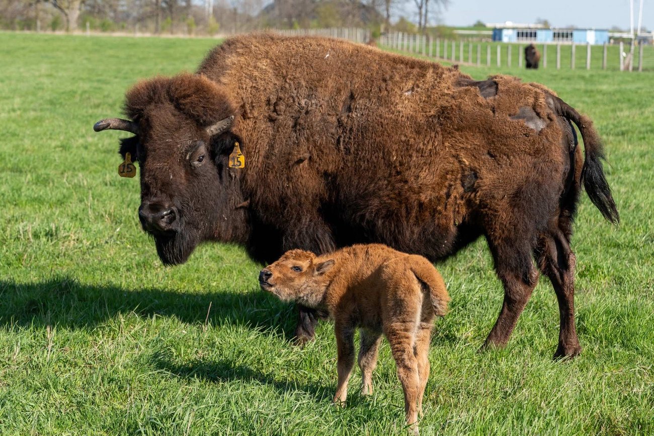Plus one! Fermilab's bison herd welcomed its first calf this week. Credit: Fermi National Accelerator Laboratory