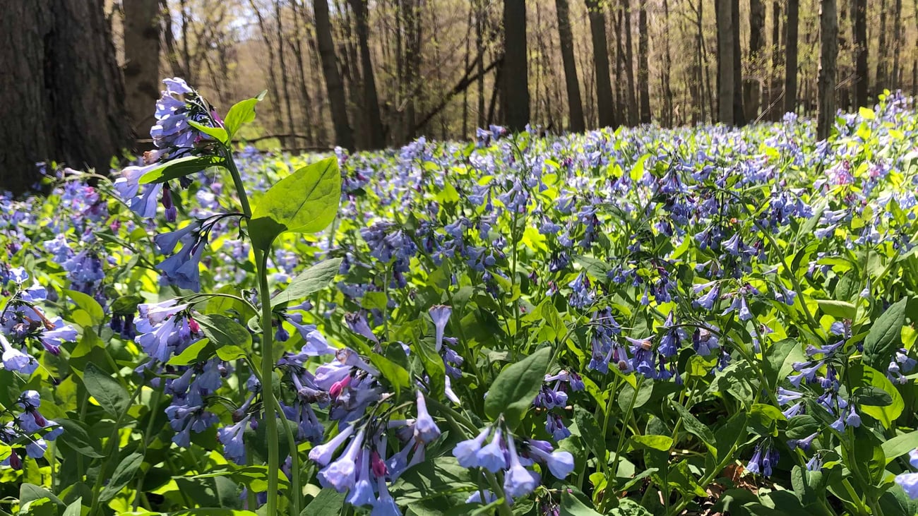 Bluebells are the latest showstopping spring blooms in area woodlands. (Patty Wetli / WTTW News) 