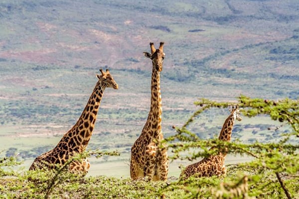 Combiné Tanzanie/Zanzibar, de la savane à l'océan