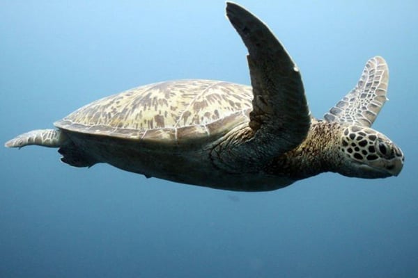 Combiné Seychelles j'ai nagé avec les tortues