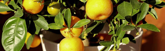 lemon tree in pot