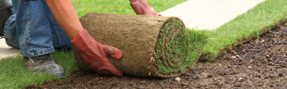 laying sod