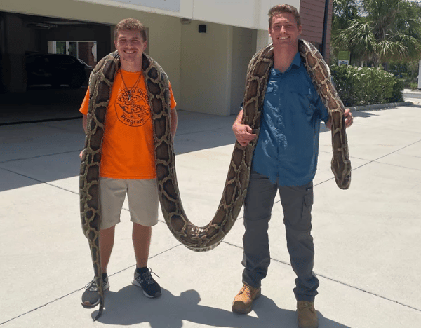 Record-Breaking Burmese Python Caught in Florida