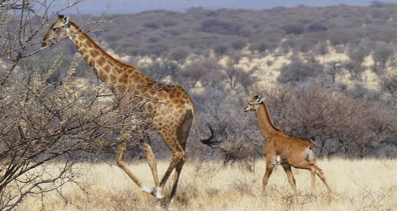 Second-Spotless-Giraffe-Baffled-Scientists
