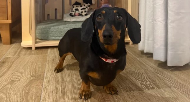 Lost dog in Australia