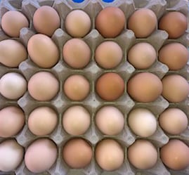 Image of a 4-H egg contest Information