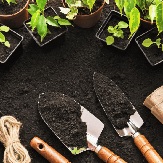 Plant soil with gardening tools.