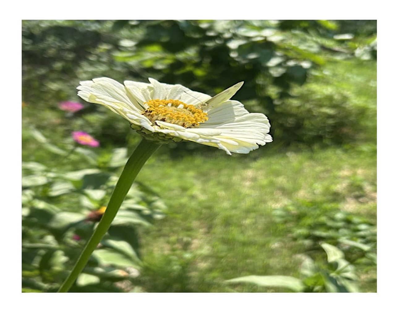 long white flower with green stem, with insect pollinating, green grass field in background