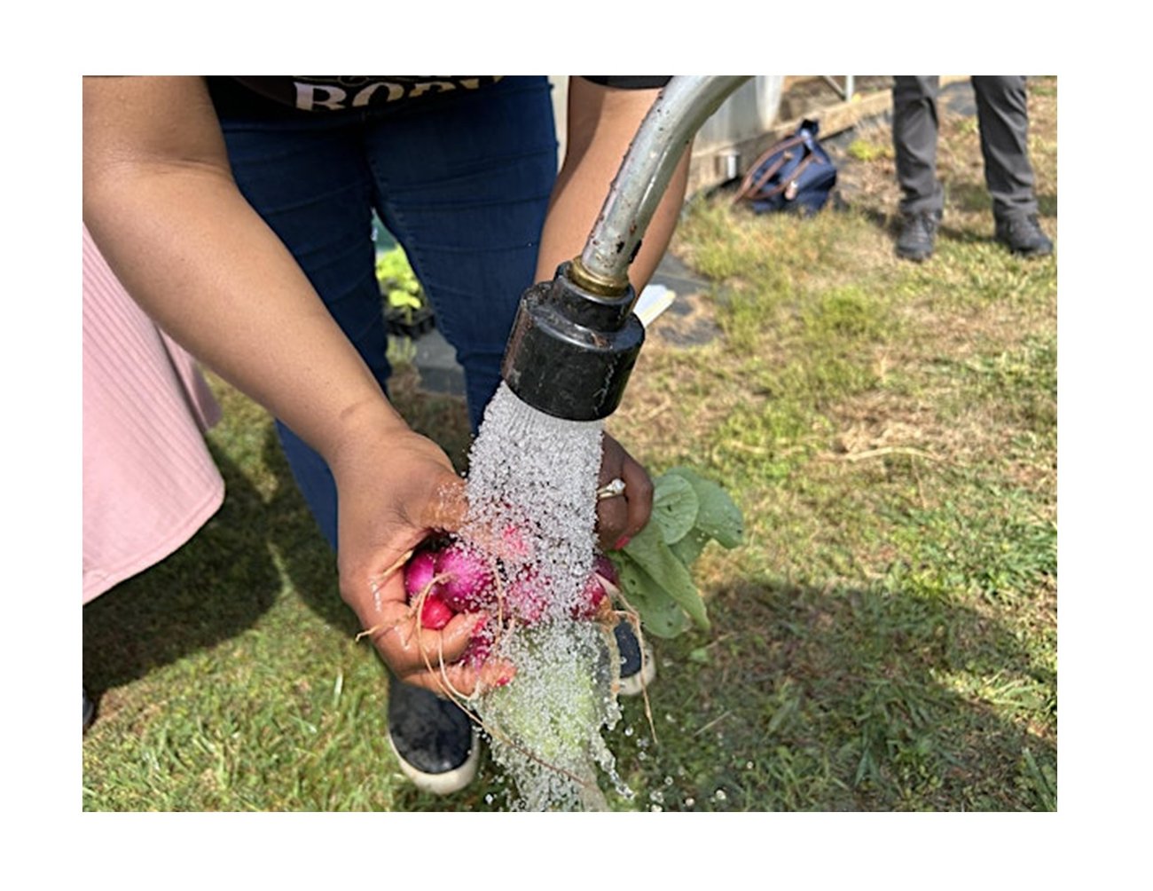 arms of a person washing off radishes with a hose pipe