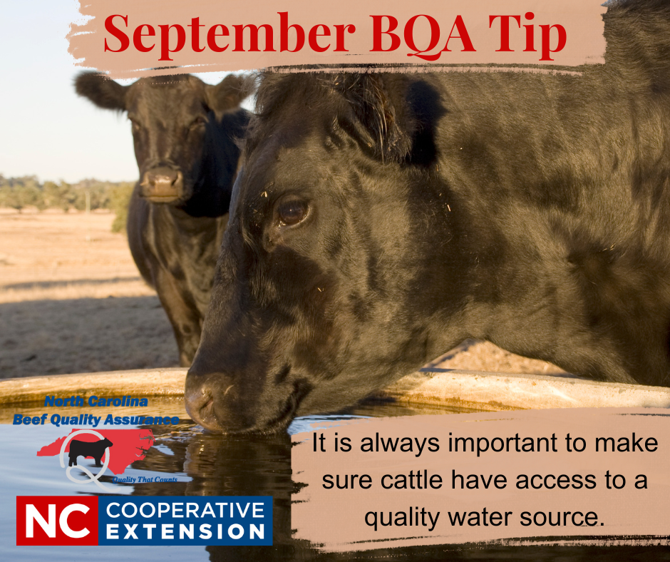 Black cow drinking water from a trough