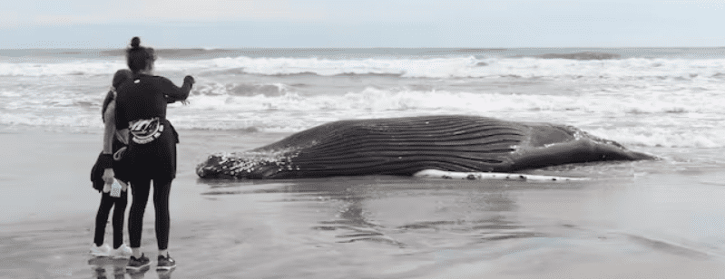 The body of a humpack whale lies on a beach at Brigantine, New Jersey, after it washed ashore on January 13. It was the seventh dead whale to wash ashore in New Jersey and New York in a little more than a month. AP/Wayne Parry