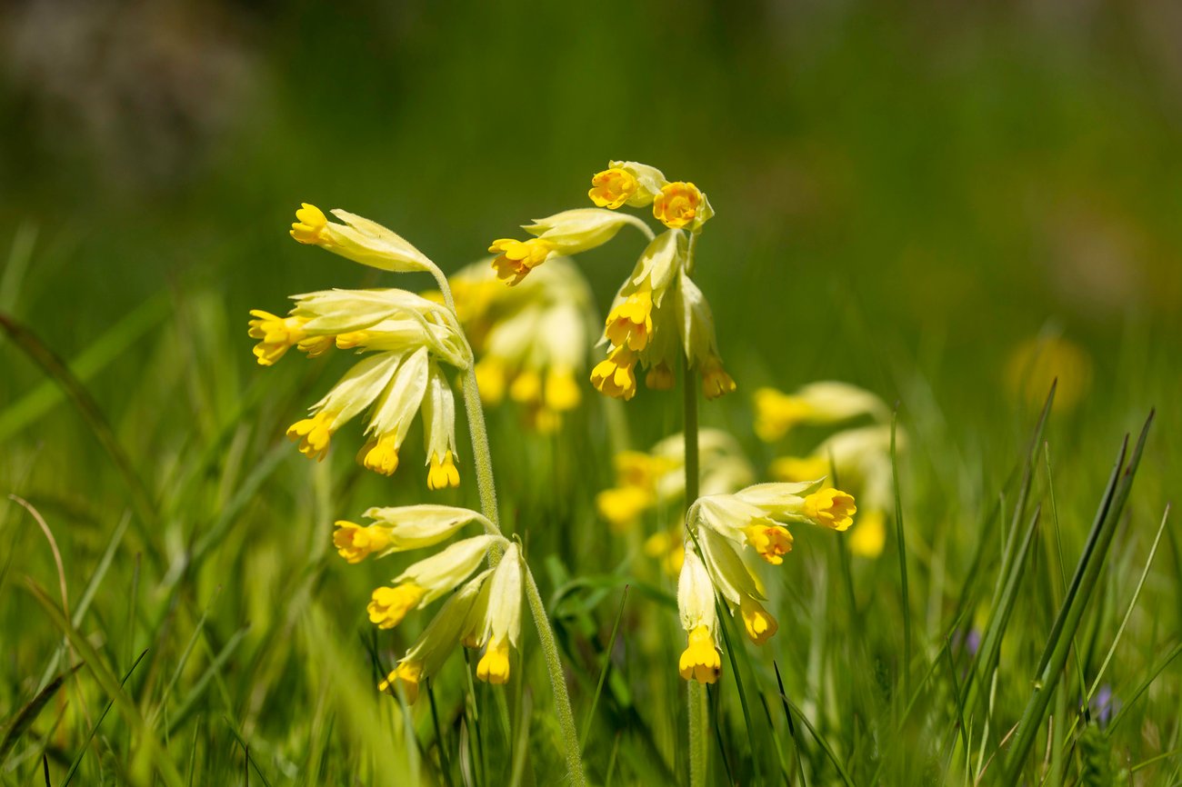 Gullvivor i gräsmatta, foto: Sirpa Ukura, Mostphotos