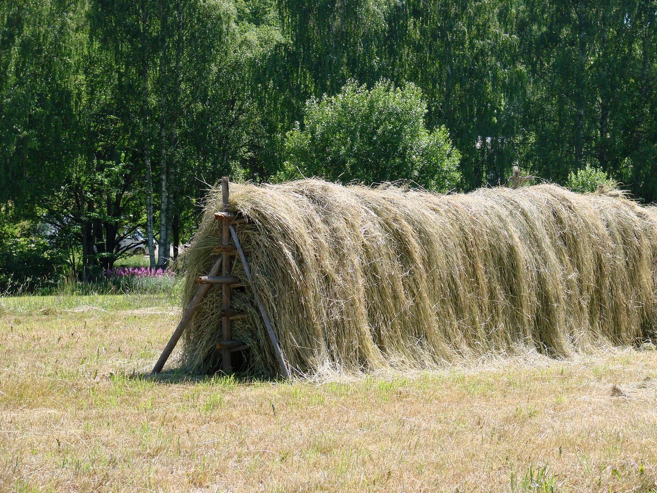 Hässja, foto: Myr Hamrin Peter, Mostphotos