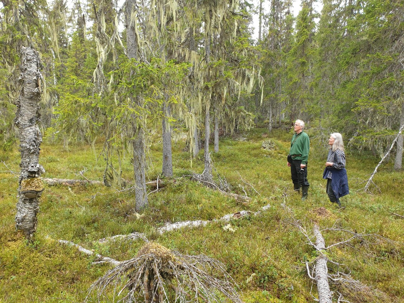 Granhällan, Orsa, foto: Peter Turander Granhällan, Orsa, foto: Peter Turander