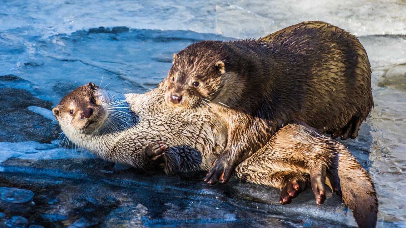 Utter, foto: Joakim Brobeck, Mostphotos