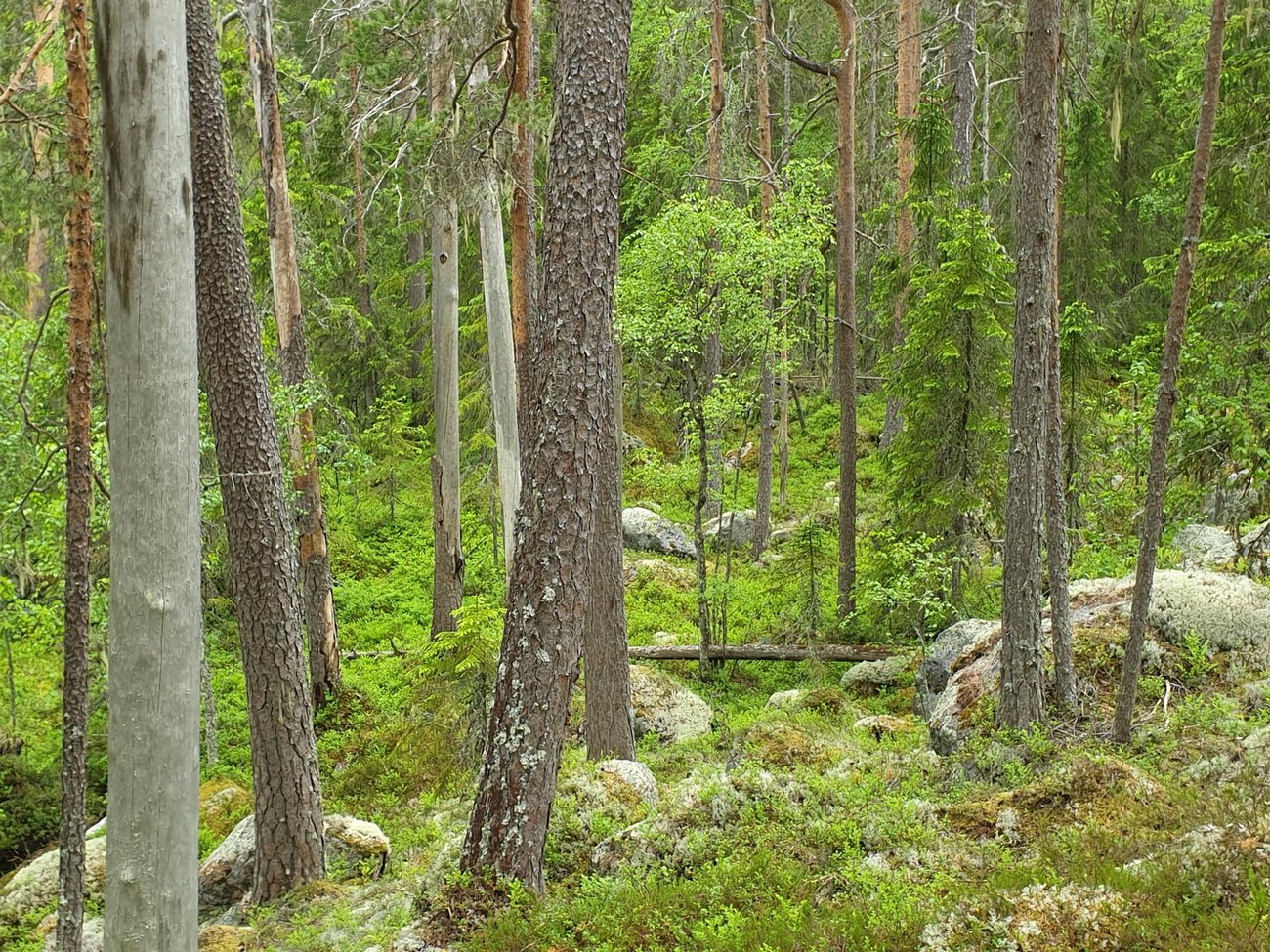 Gammeltallskog vid Stapeltjärn, Orsa, foto: Peter Turander