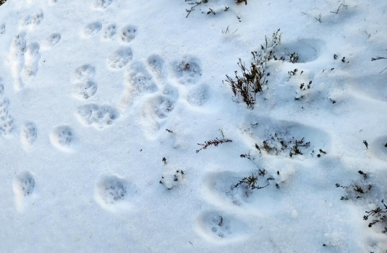 Lodjursspår, sittande med ungar, foto: Johan Hedberg
