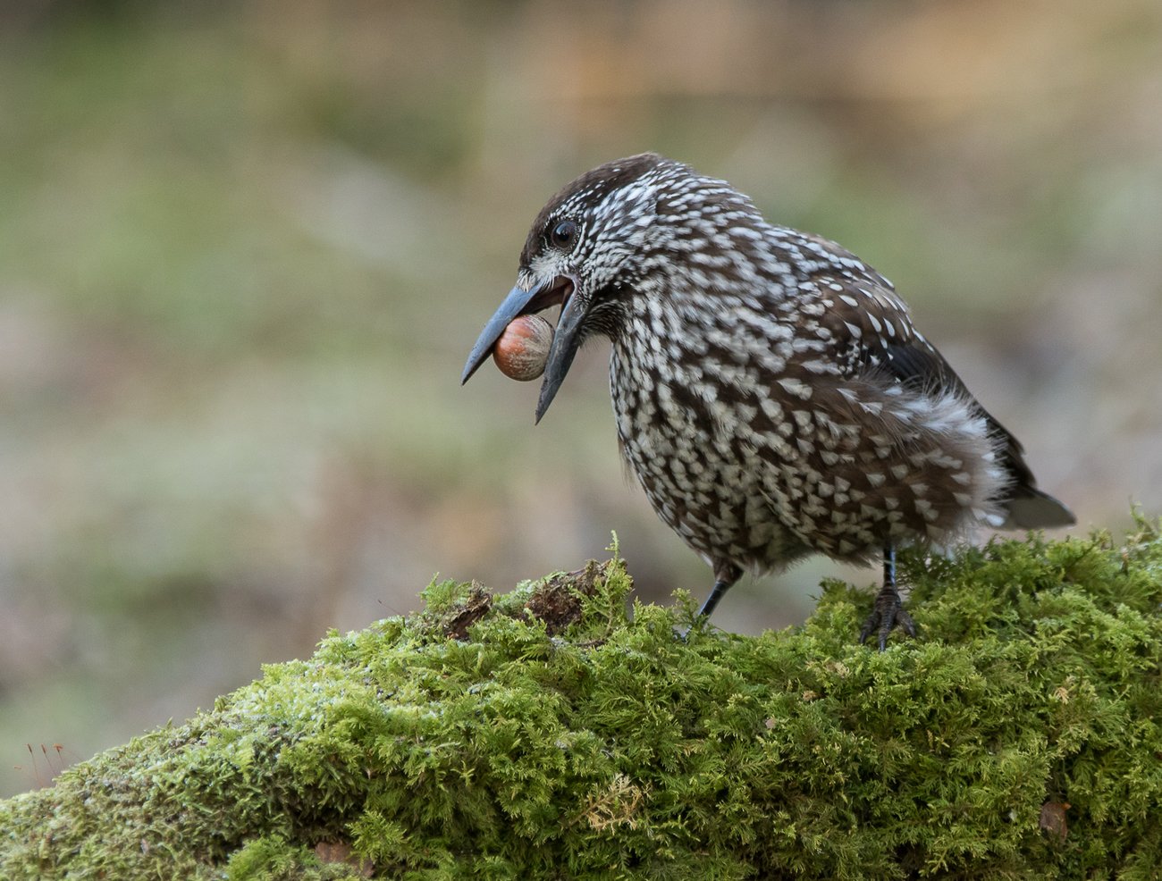 Nötkråka med hasselnöt, foto: Lennart Hansson, Mostphotos
