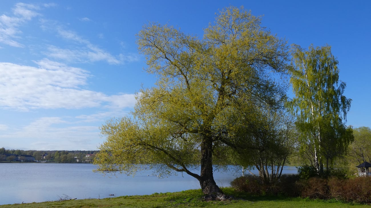 Lillfjärden i vårskrud, foto: okänd användare 44325, Mostphotos