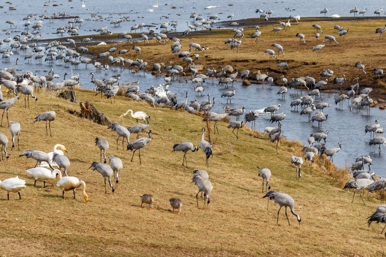 Samling av sångsvanar och tranor vid sjö under vårflytt, foto: Lars Johansson, Mostphotos