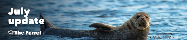 A photo of a puffin with a blue sky as a background. Overlay text says: "June update" followed by a logo of The Ferret.