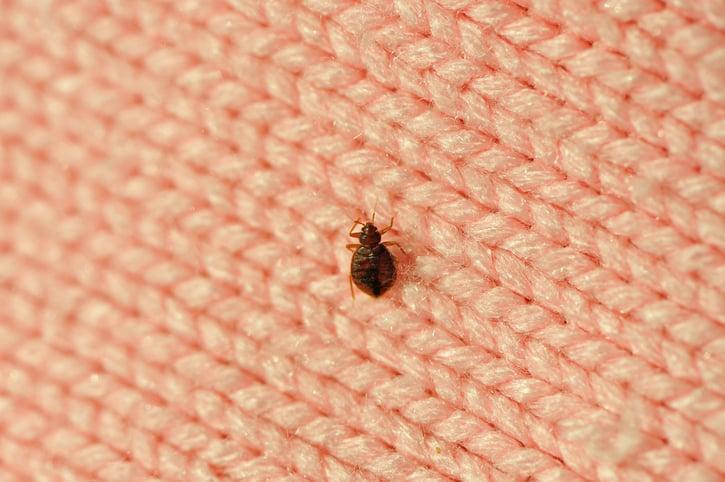 a single bed bug on a blanket fiber