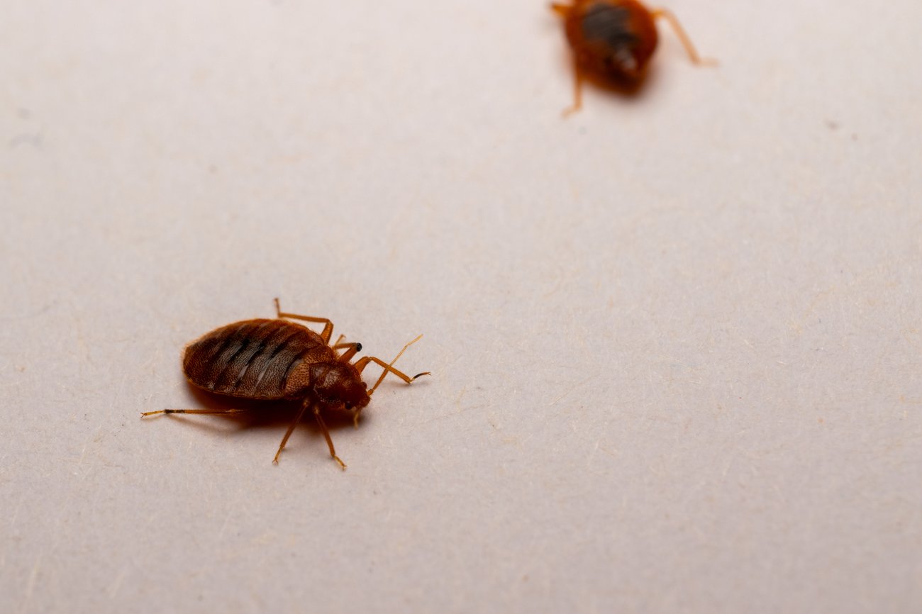 Bed Bugs