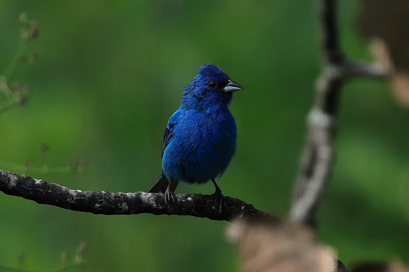 Hours of Birds