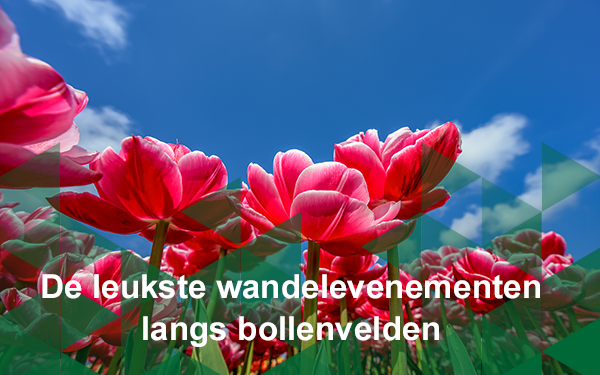 Header nieuwsbrief