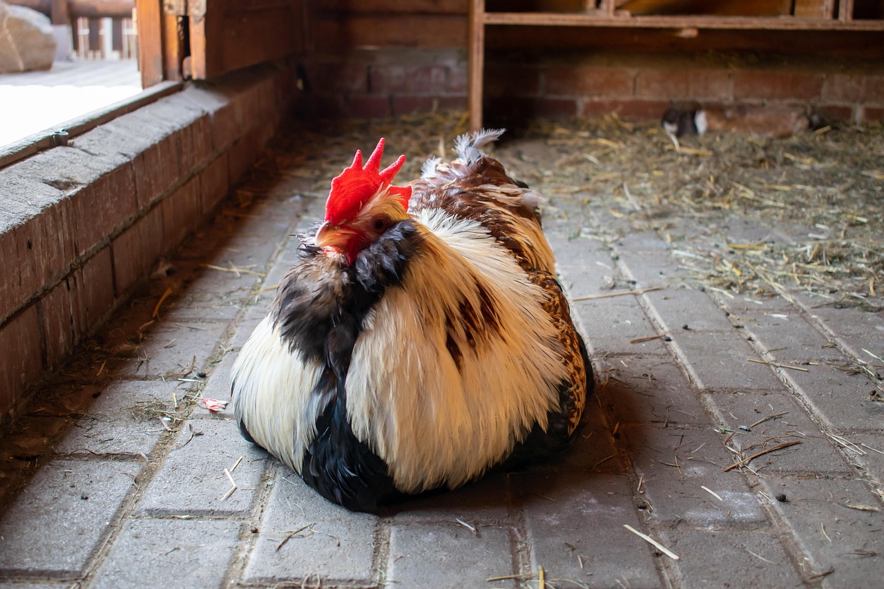 Foto, auf dem ein Huhn zu sehen ist.