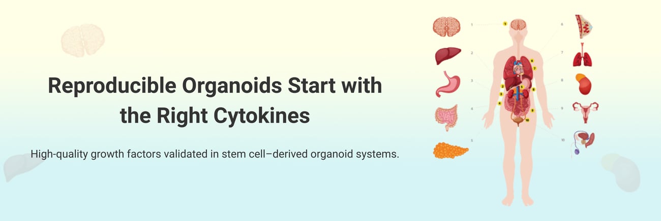 Reproducible Organoids Start with the Right Cytokines