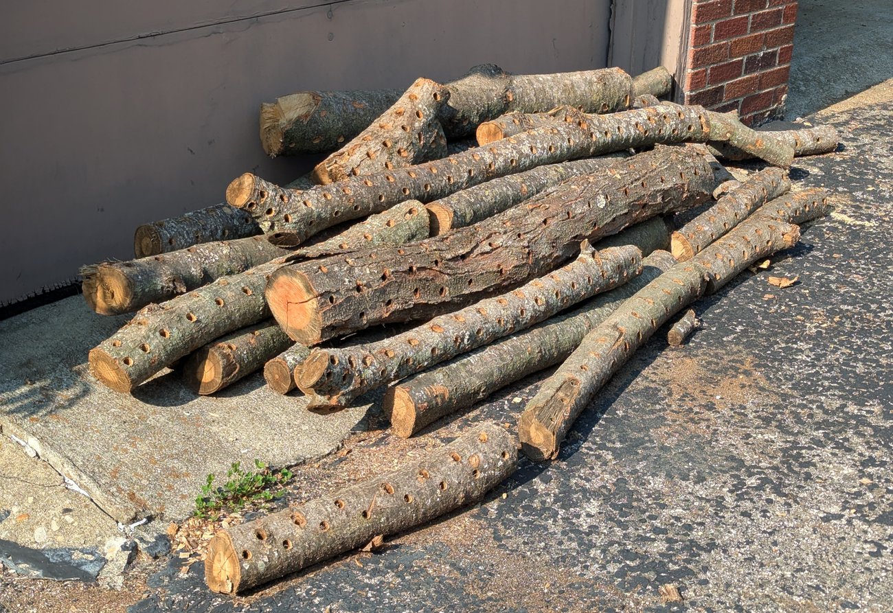Photo of logs with small drill holes in front of Gleb's garage
