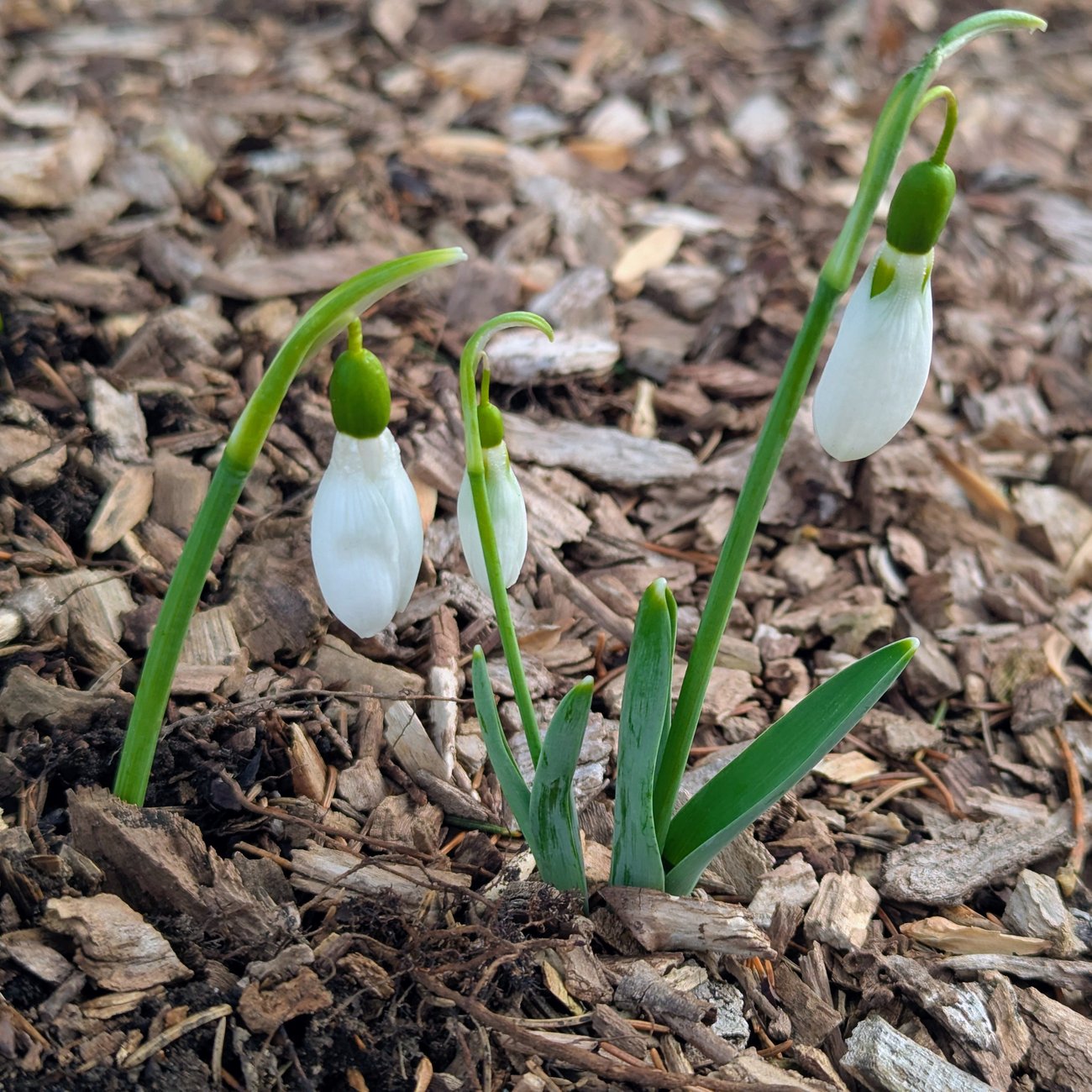 Photo of snowdrop flowers 