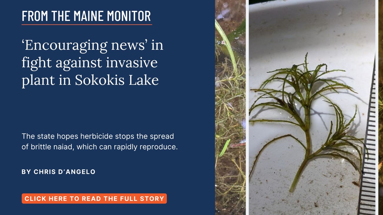 ‘Encouraging news’ in fight against invasive plant in Sokokis Lake. The state hopes herbicide stops the spread of brittle naiad, which can rapidly reproduce. Read this Maine Monitor story by Chris D'Angelo.