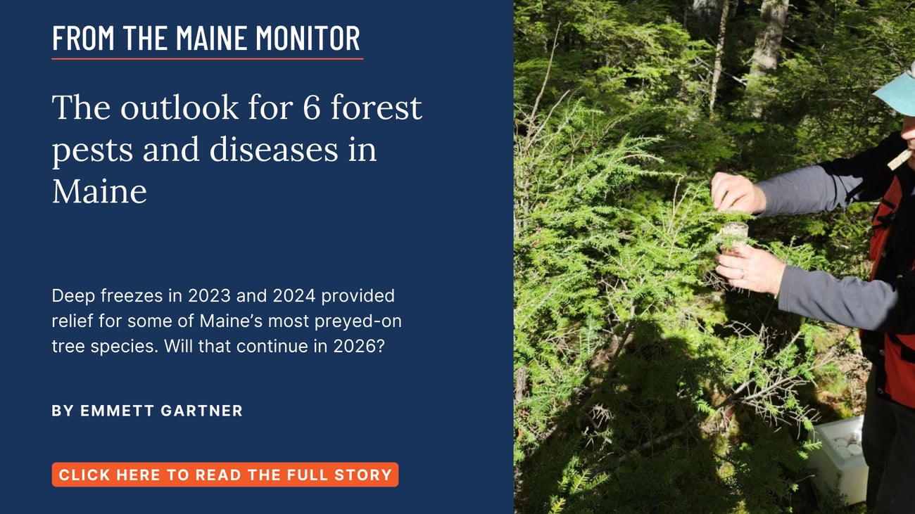 The outlook for 6 forest pests and diseases in Maine